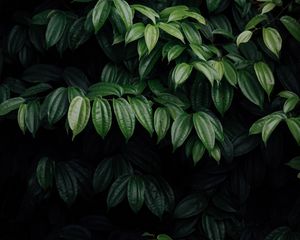 Preview wallpaper leaves, plant, dark, brilliant