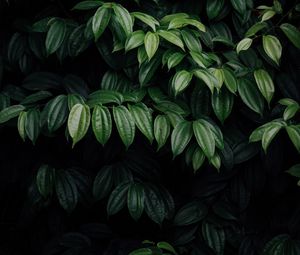 Preview wallpaper leaves, plant, dark, brilliant