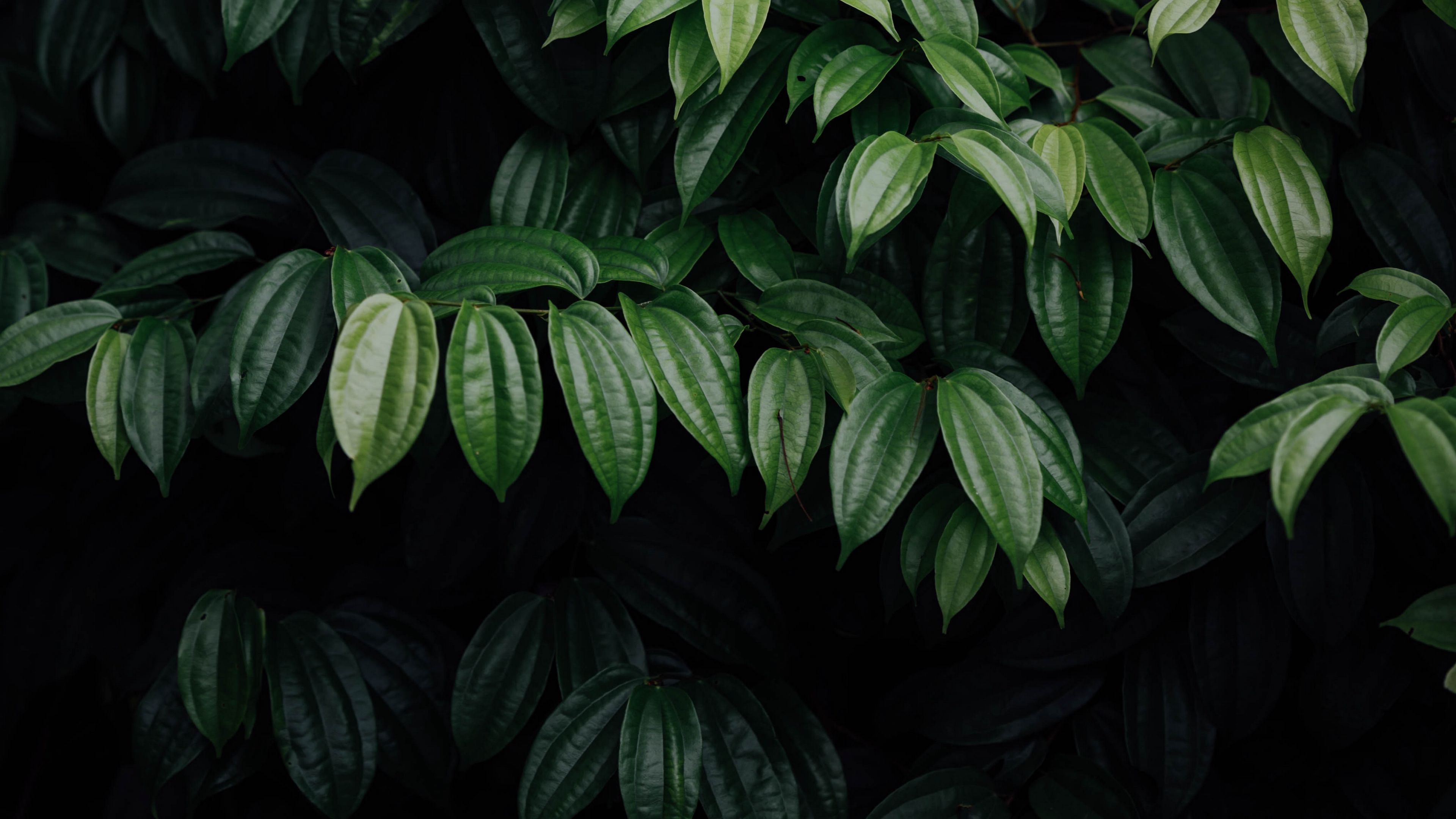 Download wallpaper 3840x2160 leaves, plant, dark, brilliant 4k uhd 16:9