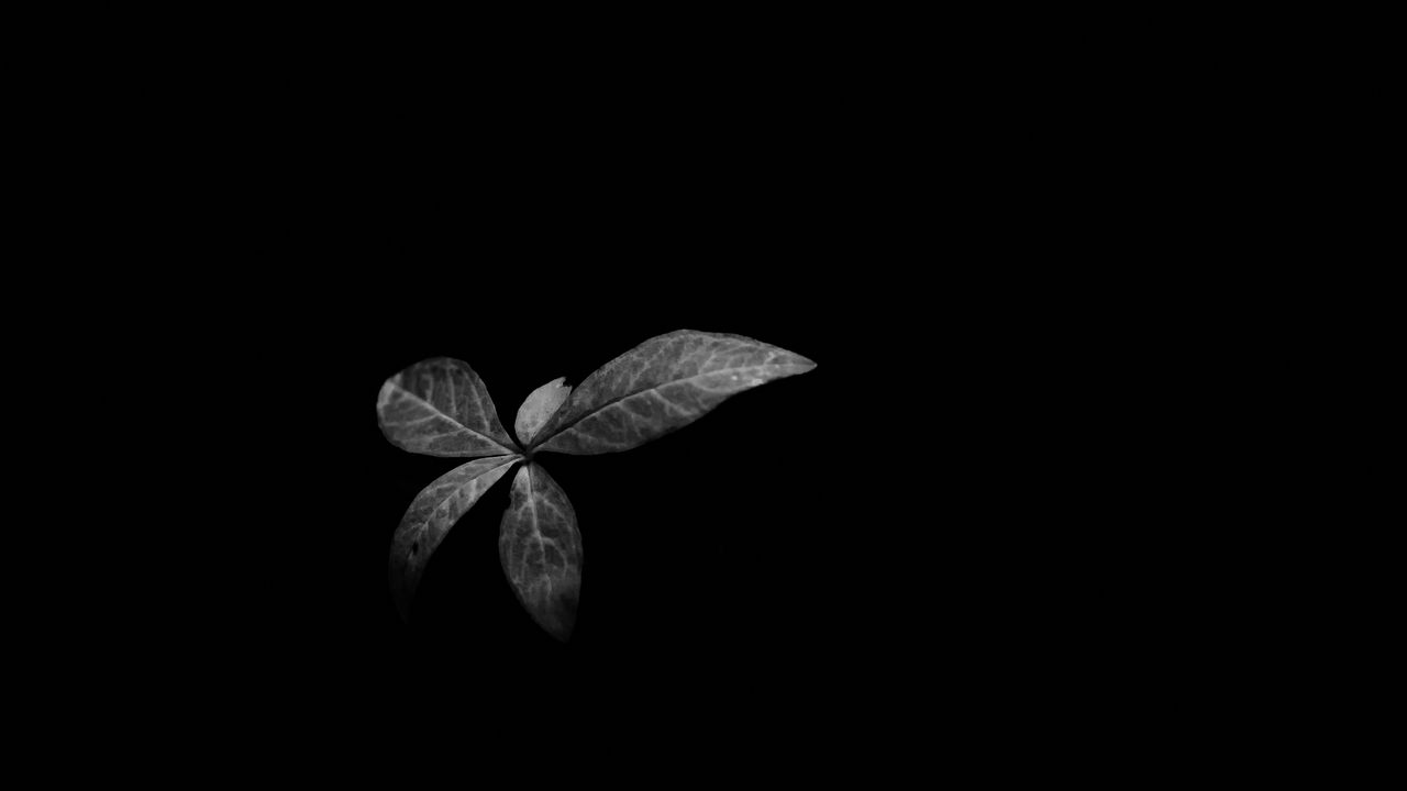 Wallpaper leaves, plant, darkness, black and white
