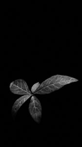 Preview wallpaper leaves, plant, darkness, black and white