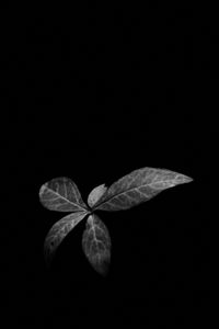 Preview wallpaper leaves, plant, darkness, black and white