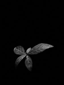 Preview wallpaper leaves, plant, darkness, black and white