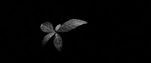 Preview wallpaper leaves, plant, darkness, black and white