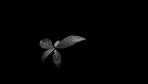 Preview wallpaper leaves, plant, darkness, black and white