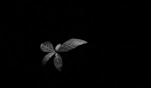 Preview wallpaper leaves, plant, darkness, black and white
