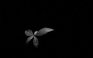 Preview wallpaper leaves, plant, darkness, black and white