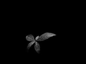 Preview wallpaper leaves, plant, darkness, black and white