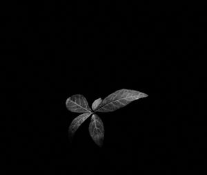 Preview wallpaper leaves, plant, darkness, black and white