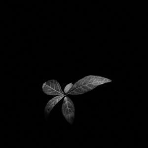 Preview wallpaper leaves, plant, darkness, black and white