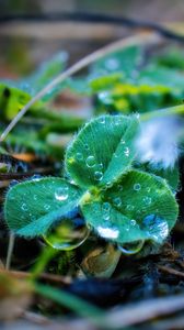 Preview wallpaper leaves, plant, dew, drops, macro