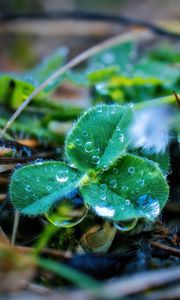 Preview wallpaper leaves, plant, dew, drops, macro