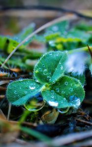 Preview wallpaper leaves, plant, dew, drops, macro