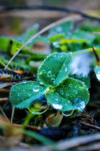 Preview wallpaper leaves, plant, dew, drops, macro