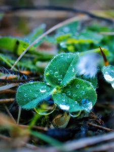 Preview wallpaper leaves, plant, dew, drops, macro