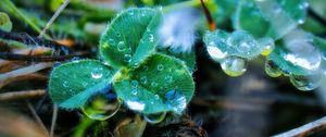 Preview wallpaper leaves, plant, dew, drops, macro