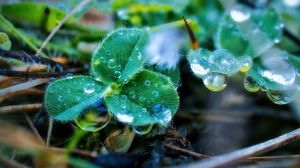 Preview wallpaper leaves, plant, dew, drops, macro