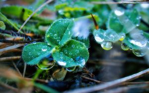 Preview wallpaper leaves, plant, dew, drops, macro