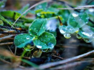 Preview wallpaper leaves, plant, dew, drops, macro