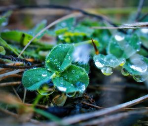 Preview wallpaper leaves, plant, dew, drops, macro