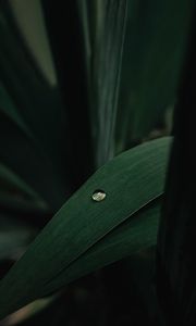 Preview wallpaper leaves, plant, drop, macro, green
