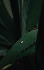 Preview wallpaper leaves, plant, drop, macro, green