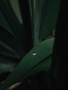 Preview wallpaper leaves, plant, drop, macro, green