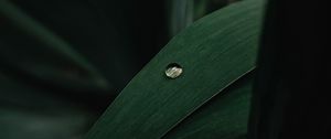 Preview wallpaper leaves, plant, drop, macro, green