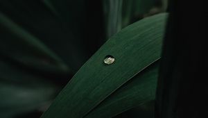 Preview wallpaper leaves, plant, drop, macro, green