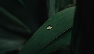 Preview wallpaper leaves, plant, drop, macro, green