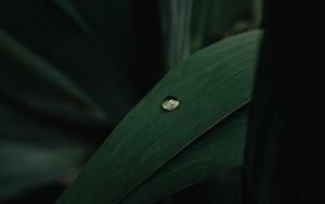 Preview wallpaper leaves, plant, drop, macro, green