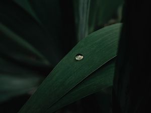 Preview wallpaper leaves, plant, drop, macro, green