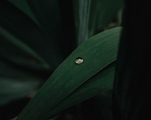 Preview wallpaper leaves, plant, drop, macro, green