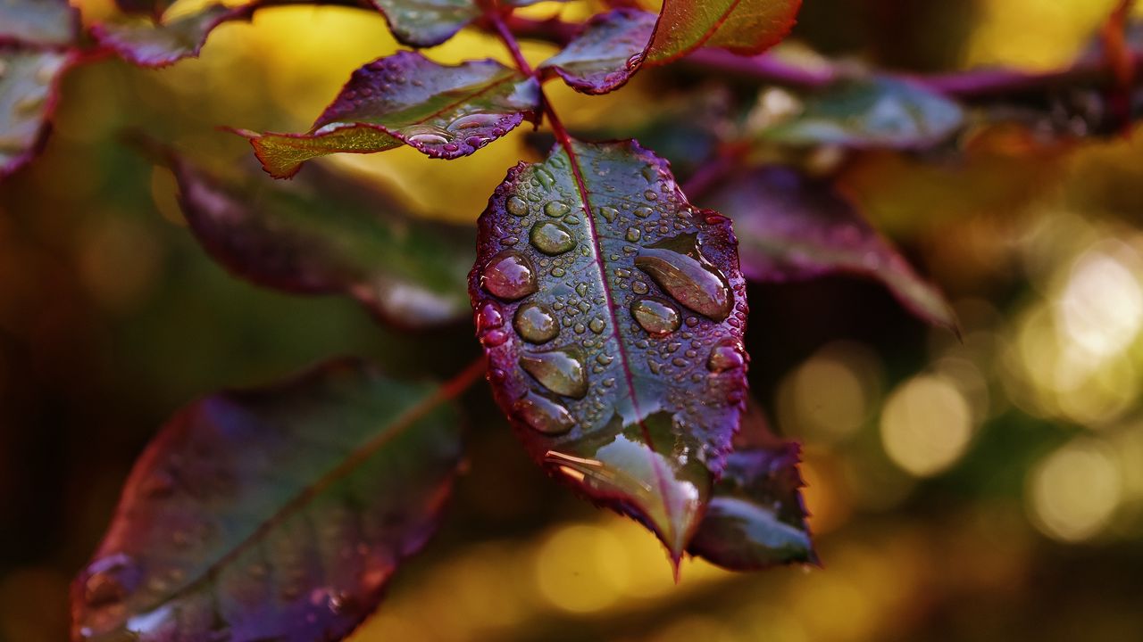 Wallpaper leaves, plant, drops, dew, blur