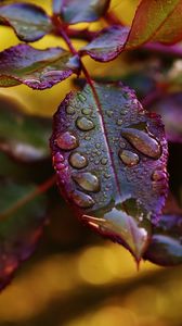 Preview wallpaper leaves, plant, drops, dew, blur