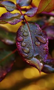 Preview wallpaper leaves, plant, drops, dew, blur