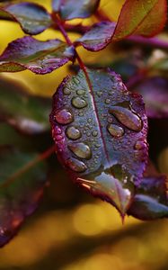 Preview wallpaper leaves, plant, drops, dew, blur