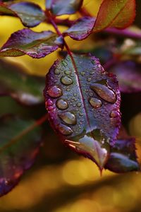 Preview wallpaper leaves, plant, drops, dew, blur