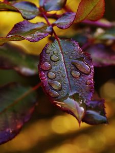 Preview wallpaper leaves, plant, drops, dew, blur