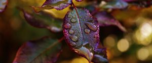 Preview wallpaper leaves, plant, drops, dew, blur