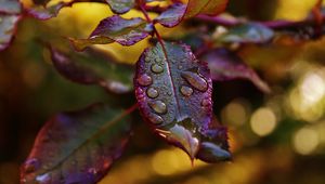 Preview wallpaper leaves, plant, drops, dew, blur