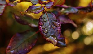 Preview wallpaper leaves, plant, drops, dew, blur