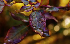 Preview wallpaper leaves, plant, drops, dew, blur