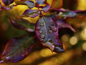 Preview wallpaper leaves, plant, drops, dew, blur