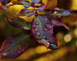 Preview wallpaper leaves, plant, drops, dew, blur