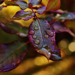 Preview wallpaper leaves, plant, drops, dew, blur