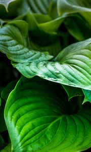 Preview wallpaper leaves, plant, drops