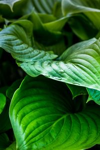 Preview wallpaper leaves, plant, drops