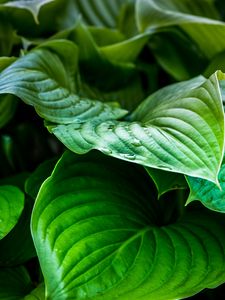 Preview wallpaper leaves, plant, drops