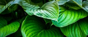Preview wallpaper leaves, plant, drops